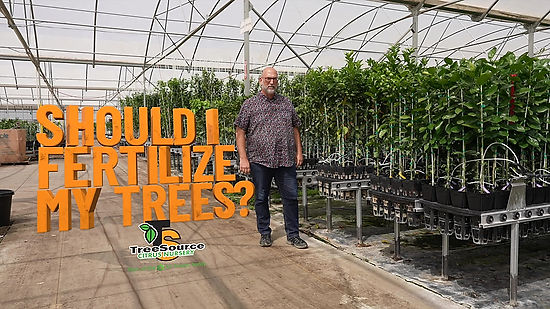 Should I fertilize my citrus trees?